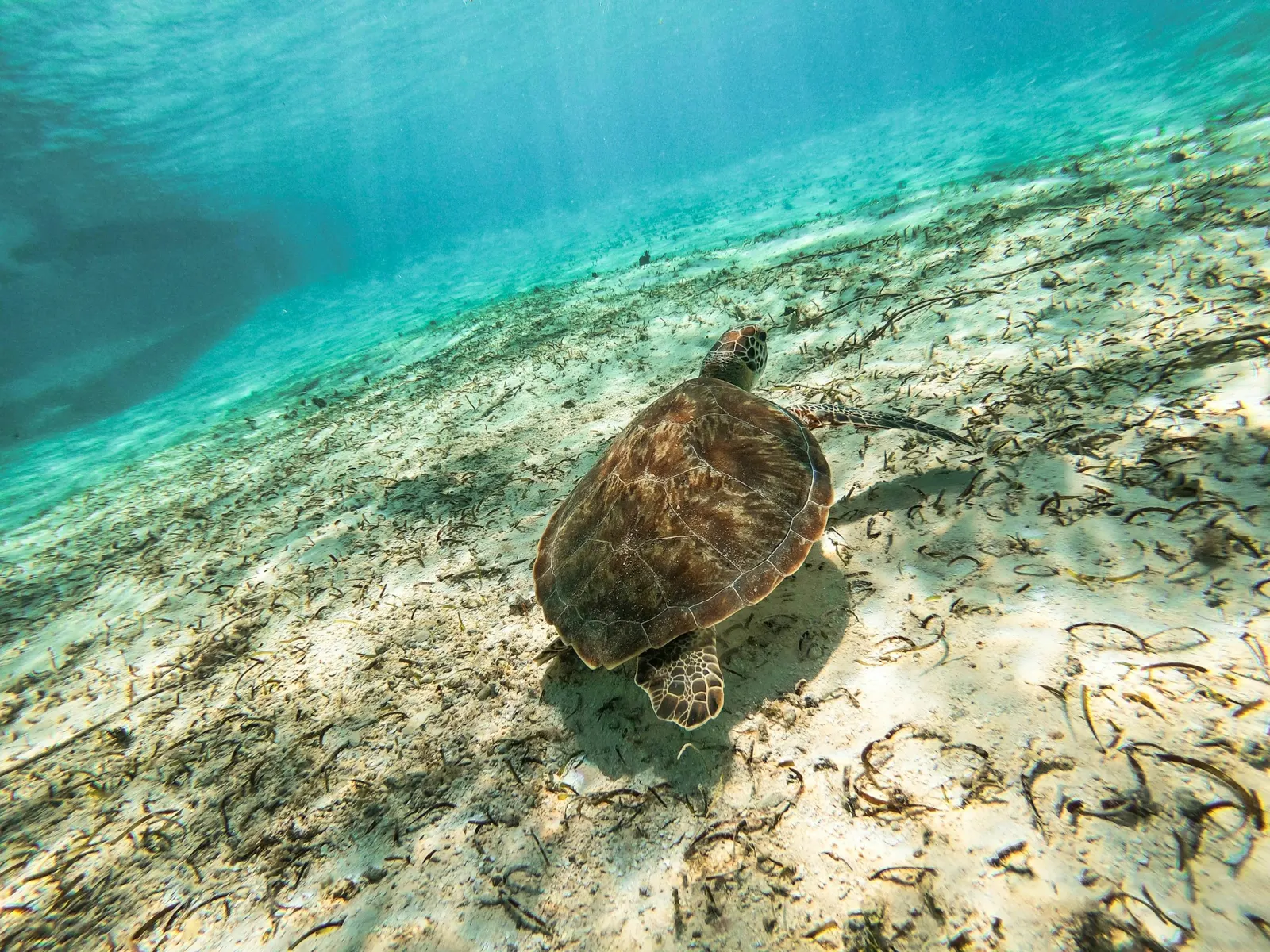 Tortuga marina nadando sobre arrecife en aguas turquesa